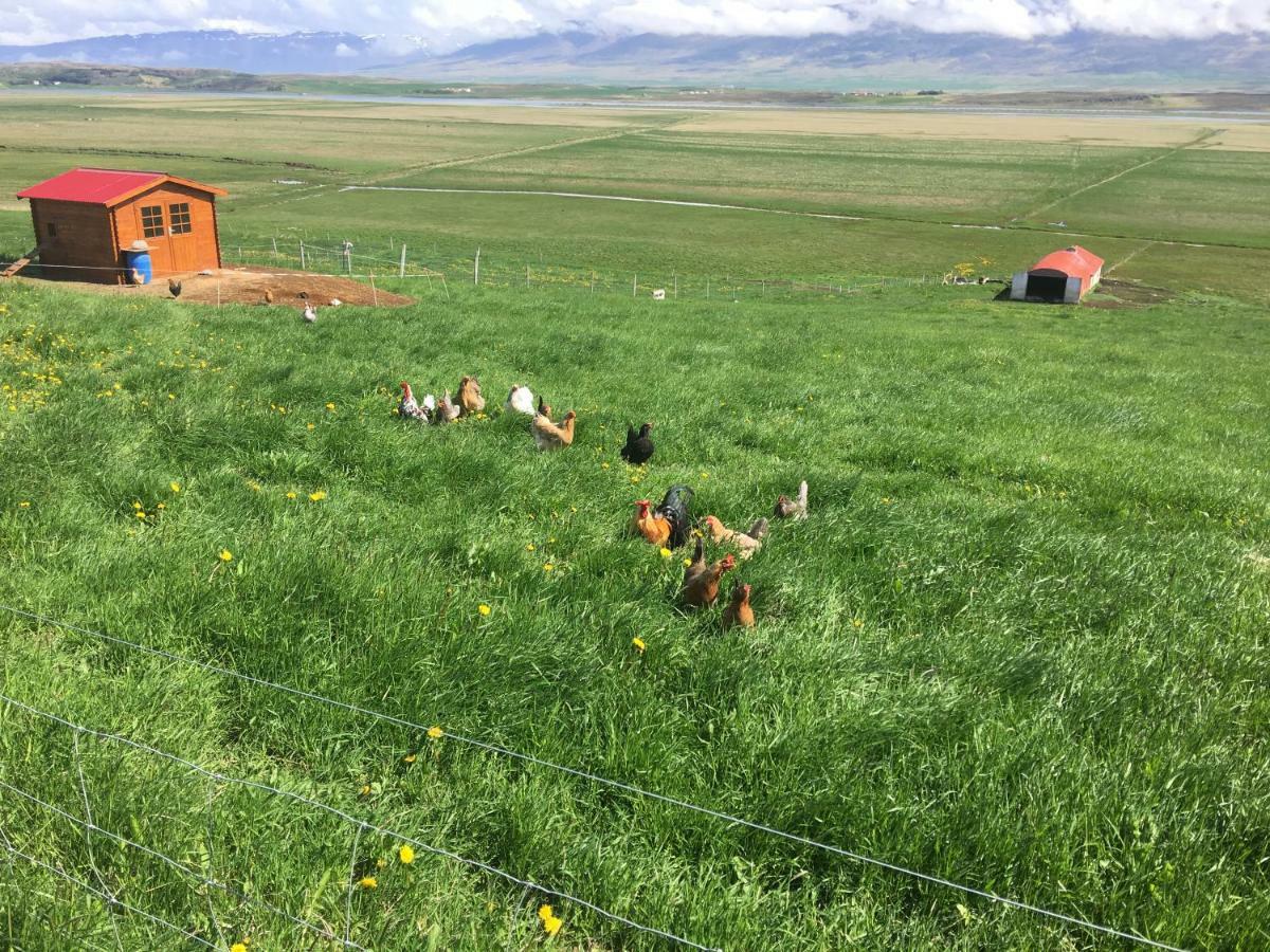 Karuna Guesthouse Saudarkrokur Dış mekan fotoğraf